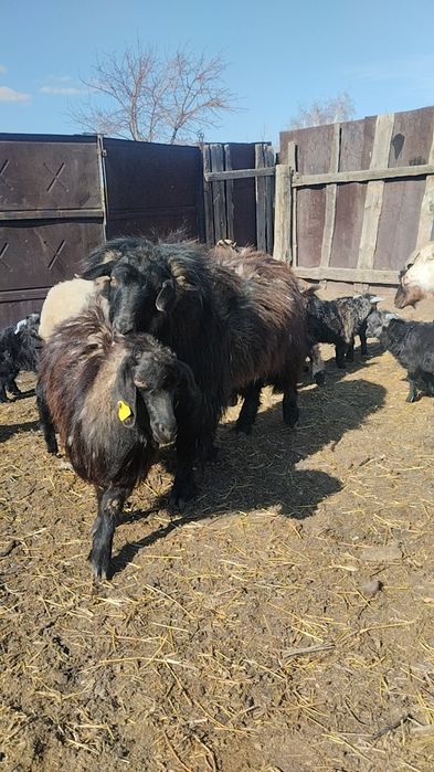 Продам Козла. Производитель.