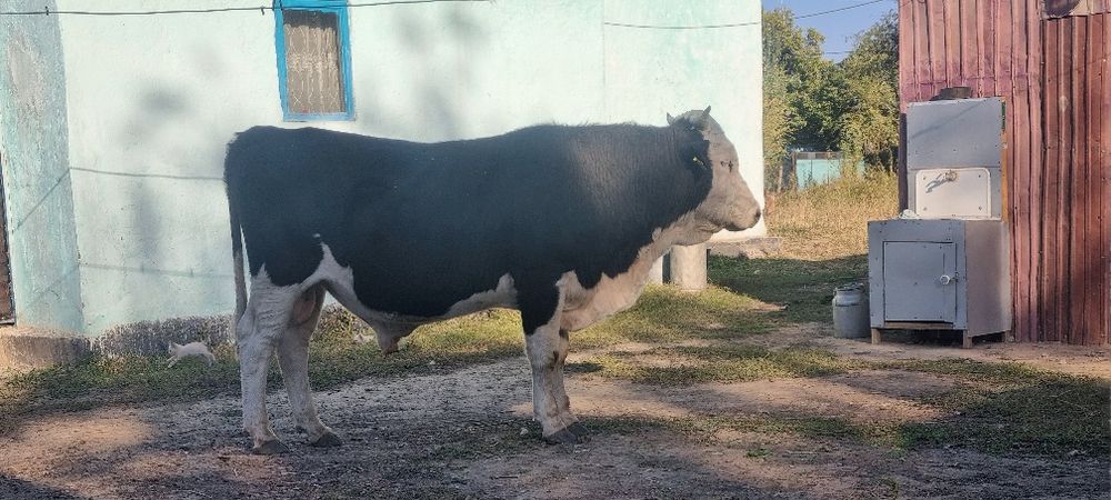 Бык 3 годик продаётся