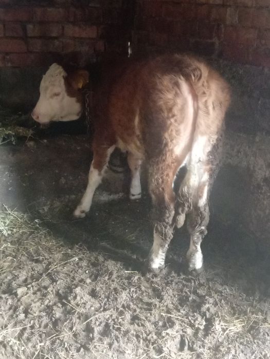 Vînd vițea înțarcată