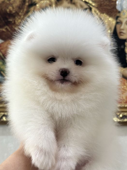 Белые шпицы мишки