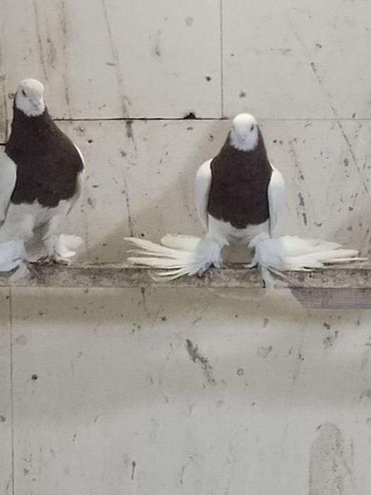 Голуби птицы в продаже