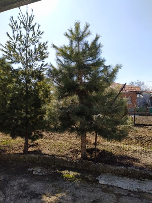 Продам сосны крымские 3-4м