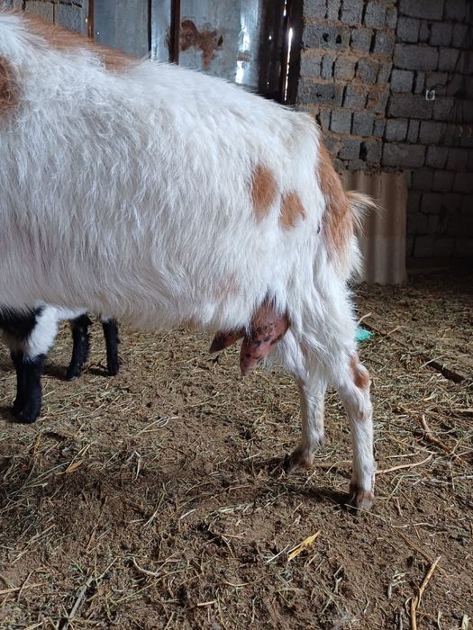 Ешкы сатлады нуб