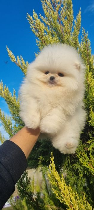 Померан померанче