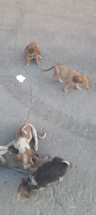 Щенки в хорошие и добрые руки.