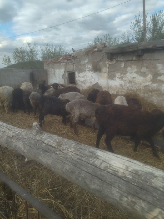 Продам жирных баран.