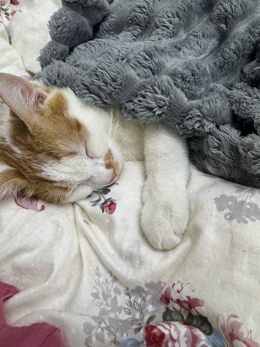 Забавный кот по кличке Твикс