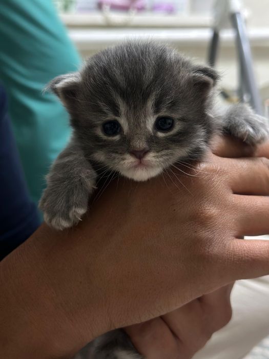 Продам породитсых котят