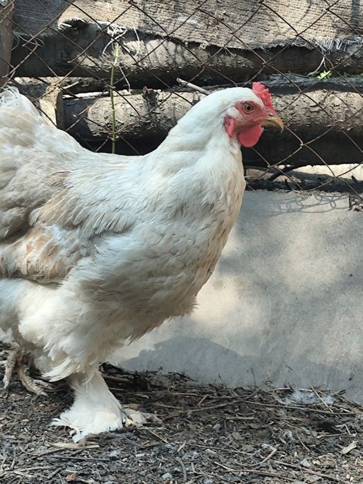 Продам кур Брамы Орпингтоны