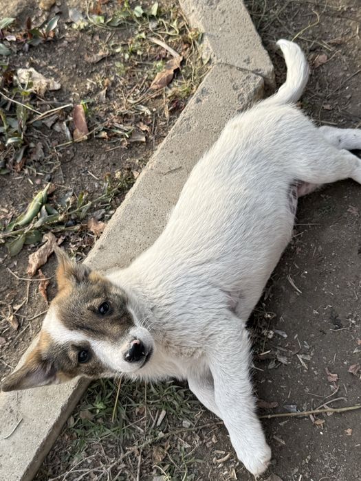 Отдам в добрые руки