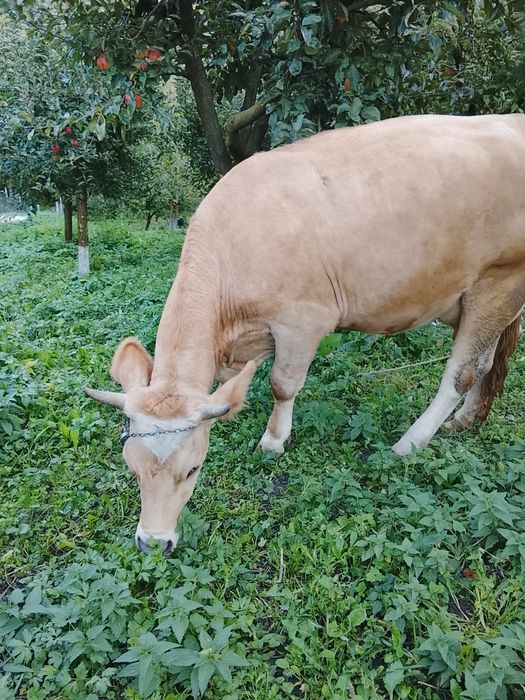 Vând vacă tânără brună de Maramureș