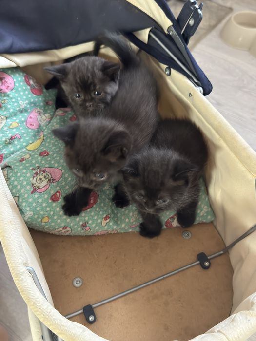 Котенки бесплатно