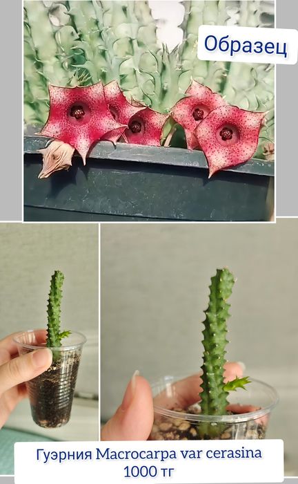 Кактус суккуленты комнатные цветы