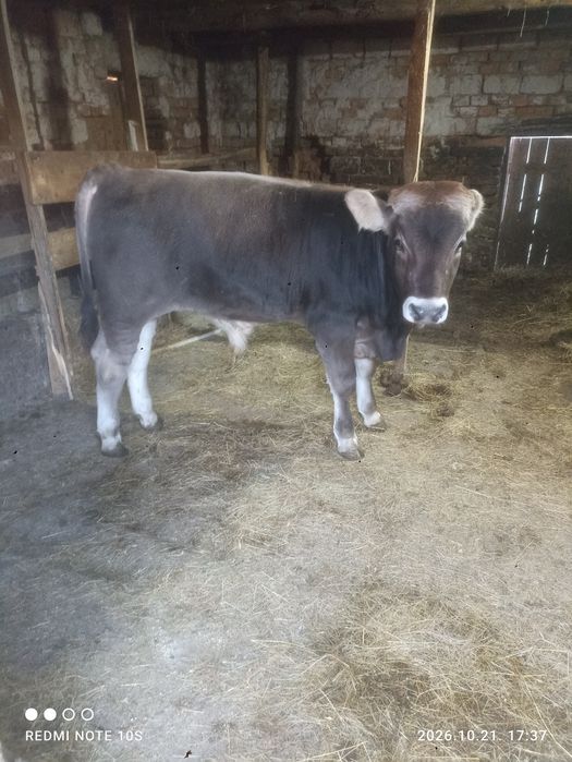 Brunā de maramures cu vitel
