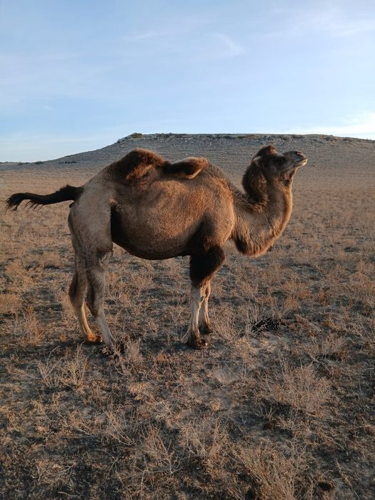 Буаз түйе сатылады