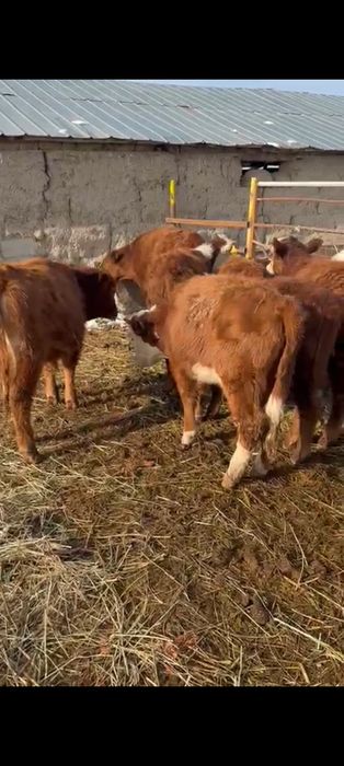 Бычки букалар 50бас