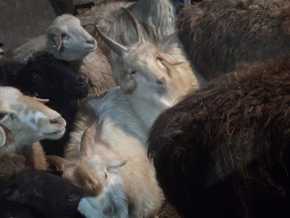 Продаю коз от 25000 тенге