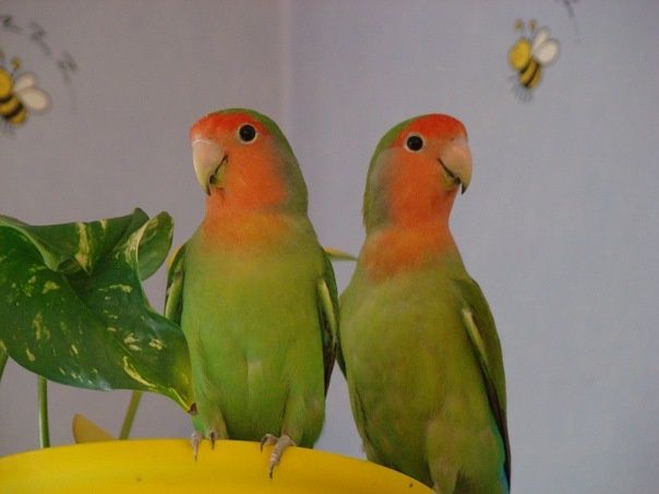 Продам  попугаев