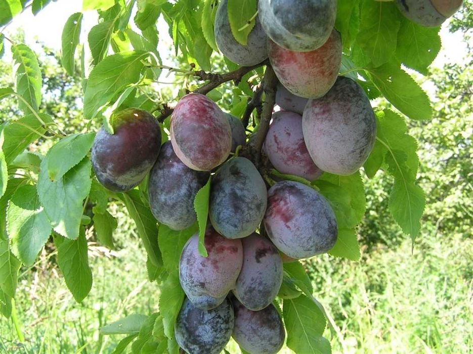 Пламкот (Сливо-кайсиев хибрид)