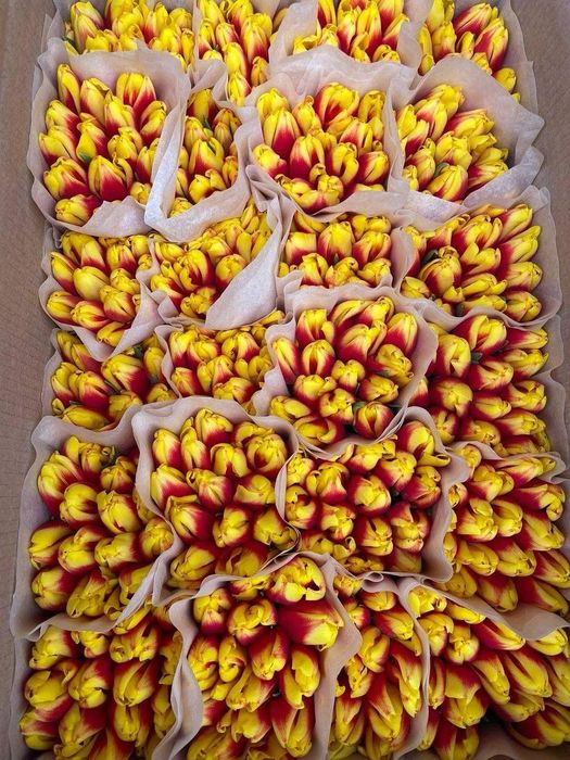 Тюльпаны оптом с теплицы 2026 сезон открыт!