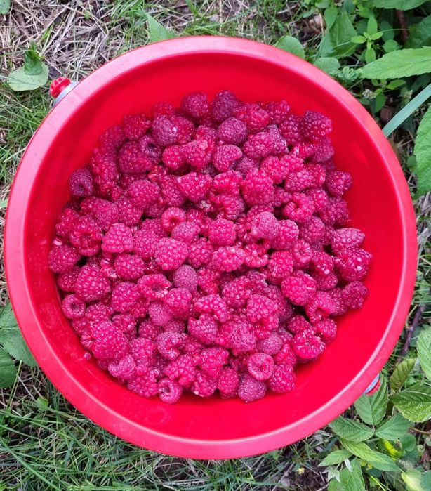 Vând butași de zmeură