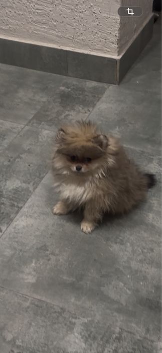 Щпиц щенок 2 мес