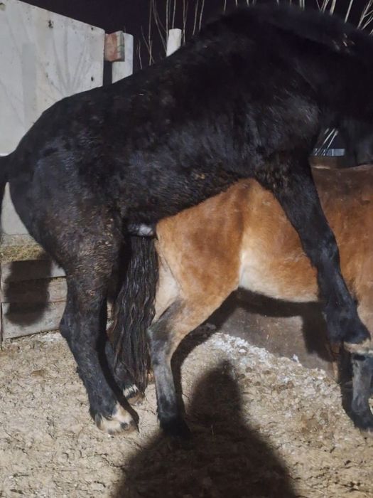 2 жаска енді толған құнан сатылады