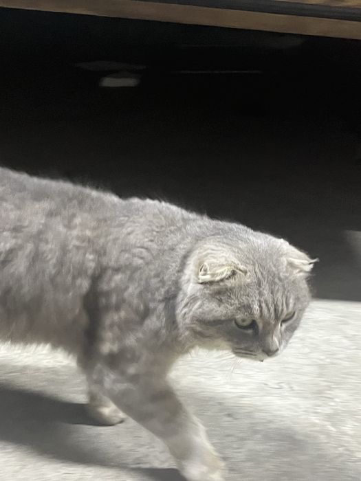 Скоттиш фолд 2 жас