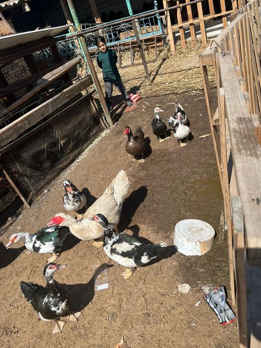 Срочно сатилады индаутка