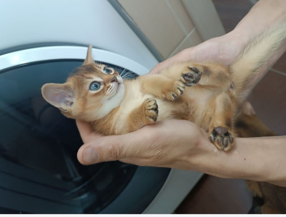 Абиссинский котёнок.