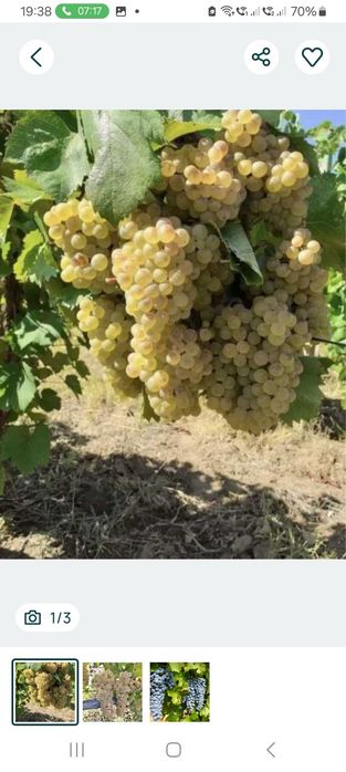Struguri de vin direct din vie din Panciu  județul Vrancea