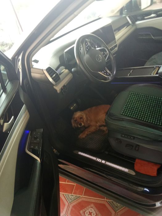 Английский Кокер спаниель