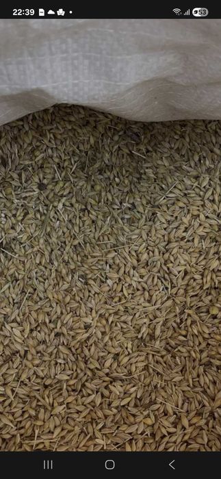 Продается овёс сұлы арпа