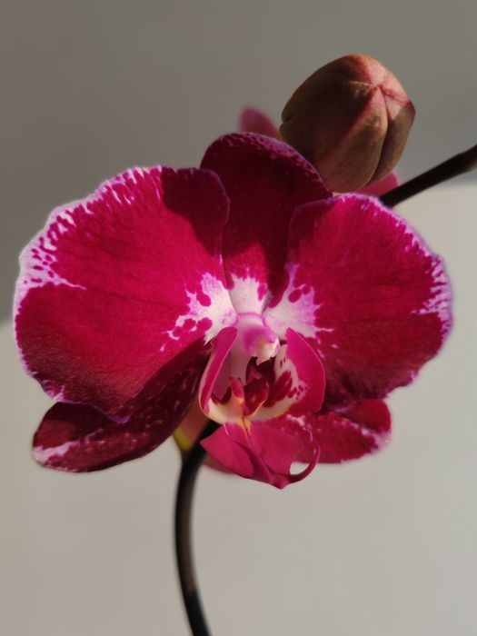 Орхидея фаленопсис