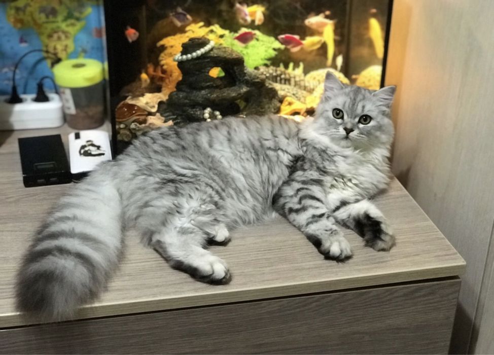 Продам шотландских  кошек