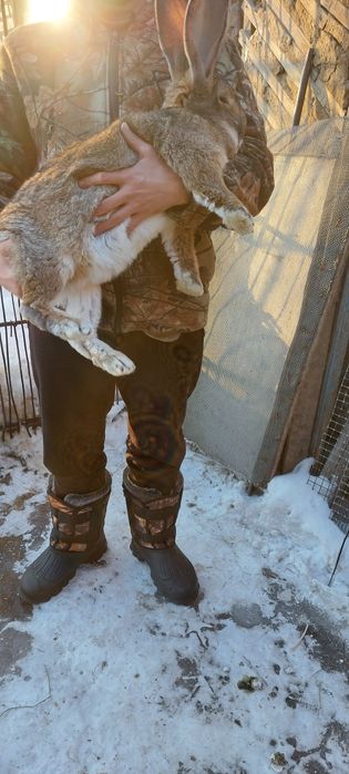 Кролики породы Фландер