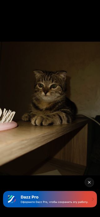 Шотландский вислоухий котик ищет новый дом