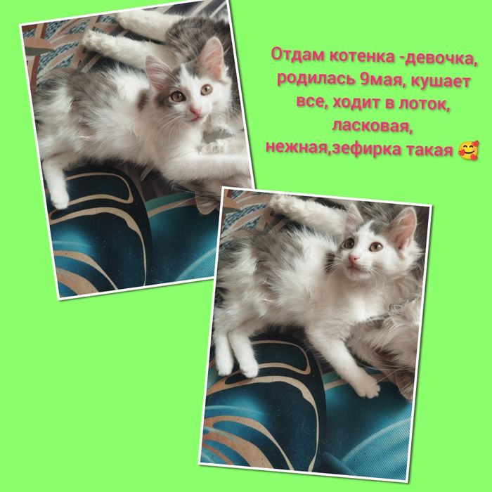 Отдам в добрые руки котенка
