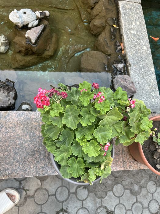 Продам комнвтные цветы