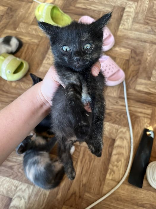 Котенки красивые