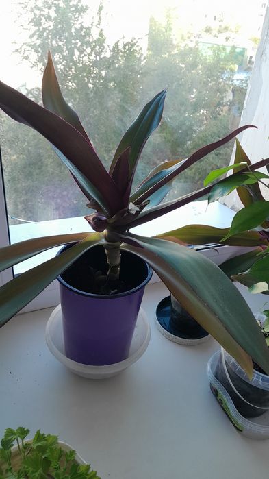 Комнатные цветы Рэо, 700 тг