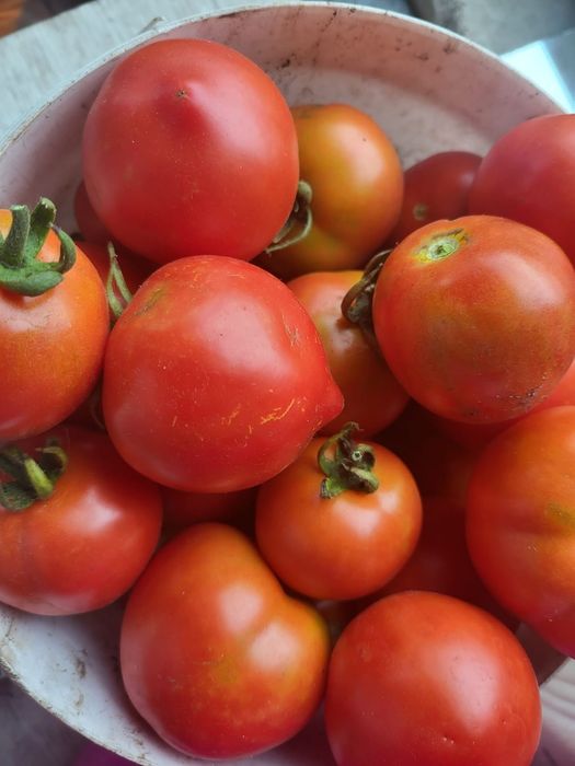 Помидорчики на засолочку