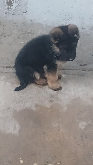 Немецкий щенков сатылады 2айлық еркек күшік