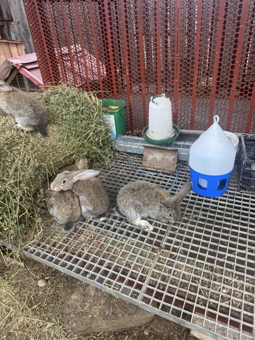 Vand iepurasi urias german 2 luni nunatate 2,5 kg