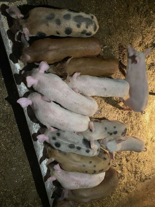 Продавам малки прасенца