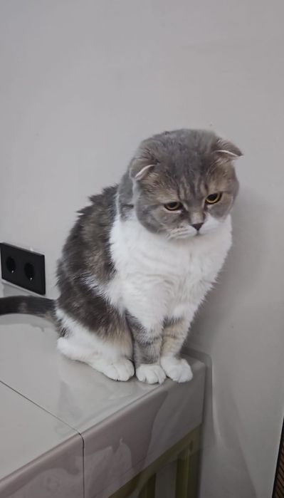 Отдам в добрые руки кота .