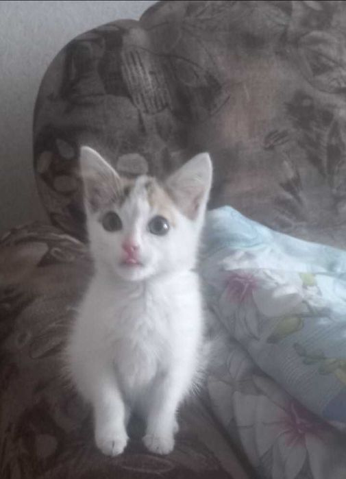 Котенок ищет дом