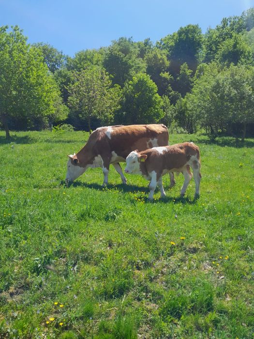 Vând vaca cu vitel