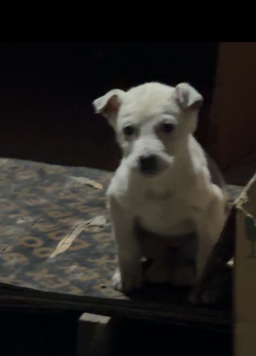 продам щенка СТАФФОРДА