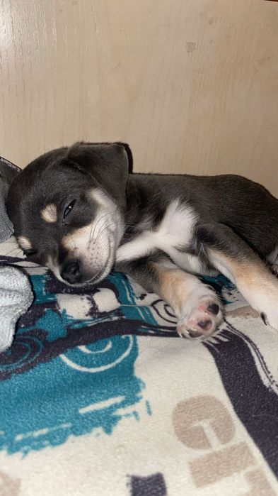 Продам щенков той терьер